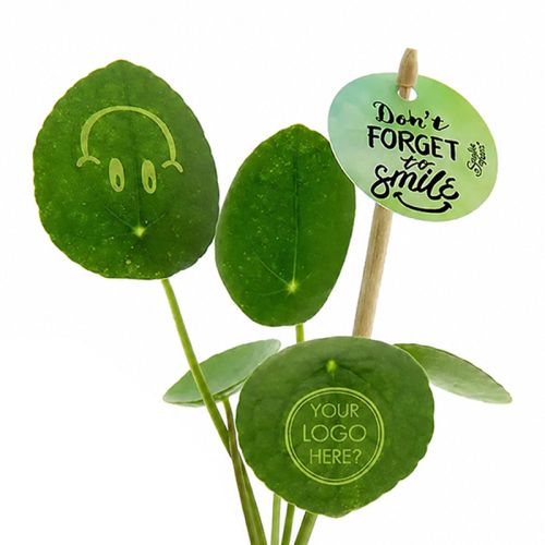 Plante Smylie en pot en céramique - image 7